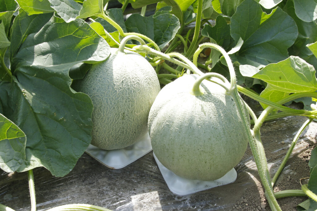 夕張メロン　メロン畑　ハウス栽培メロン